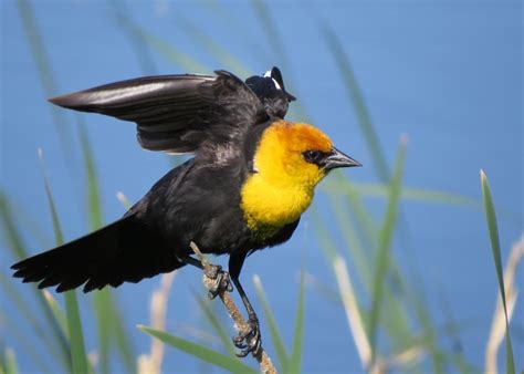 Birds Of South Dakota