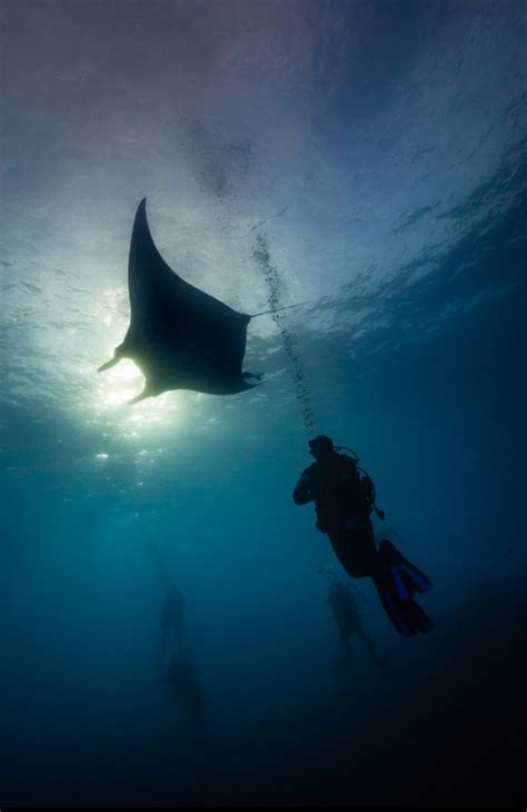 Thelovelyseas Manta Ray Underwater Photos Marine Life Photography