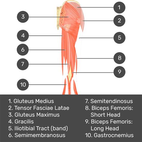 Piriformis Muscle Origin And Insertion