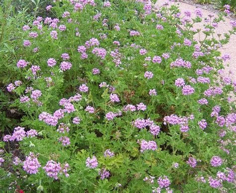 The 2 Minute Gardener Photo Rose Scented Geranium Pelargonium