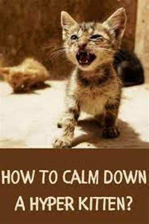 When Do Kittens Calm Down How To Calm Your Kitten Pet Care Stores