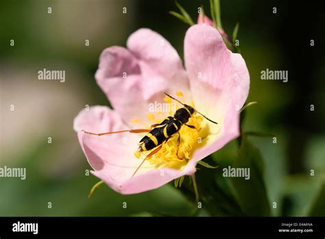 Wasp Beetle Clytus Arietis Sitting On Blossom Stock Photo Alamy