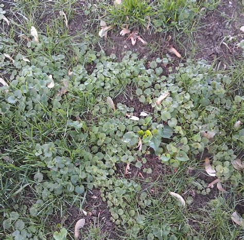 dealing with the top 5 worst weeds turf magazine