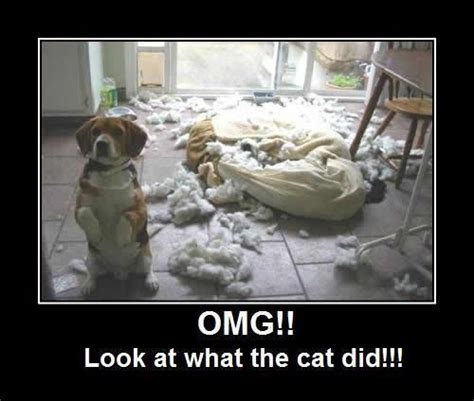 Omg Look What The Cat Did Funny Animal Pictures Funny Dog Photos