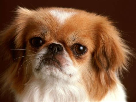[49+] Very Cute Puppies Wallpapers on WallpaperSafari
