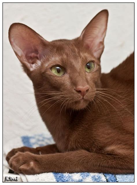 Cinnamon Oriental Shorthair Pretty Cats Cat Breeds Cool Cats