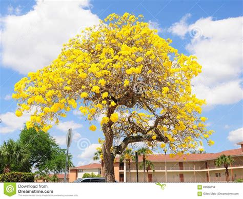 The orange blossom was selected as the state flower by the 1909 legislature. Tabebuia Aurea Tree, Florida Stock Photo - Image of cars ...