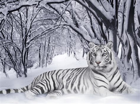 Life White Siberian Tiger