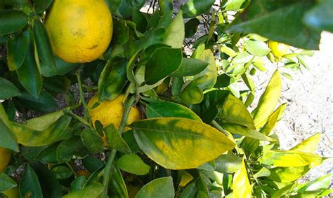 Cdfa Plant Health Asian Citrus Psyllid Huanglongbing