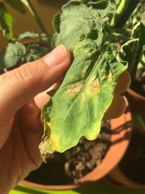 My Cherry Tomato Plant Leaves Are Wilting Curling And Turning A Weird