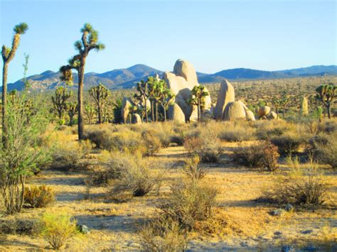 Mount san jacinto state park 77 km. Going To Joshua Tree National Park | HubPages