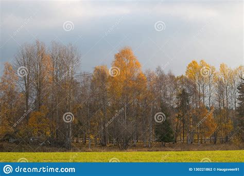 Forest Landscape Dressed In Autumn Colors Stock Photo