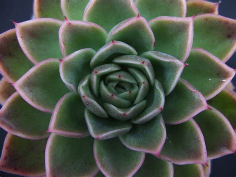 I've had echeveria get little bits of rot in the stem and go unnoticed until the plant starts falling apart. Succulent / Echeveria 'Gilva Red' / Live Plant / Specimen ...