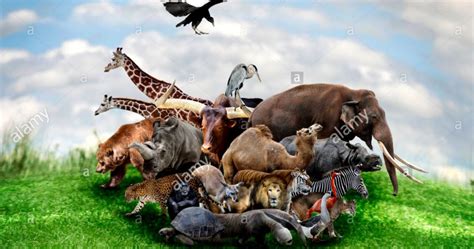 Wildlife Animals Collage All Hd Wallpapers Gallery