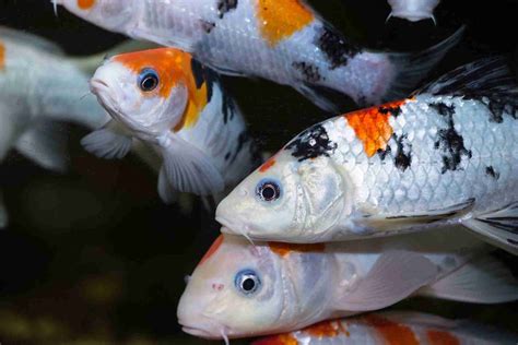 How Long Do Koi Fish Live Lifespan Care And More