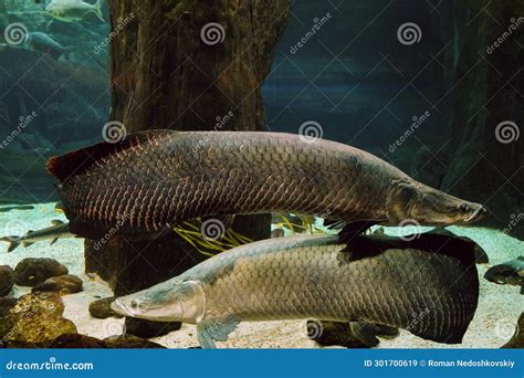 Arapaima Fish Pirarucu Arapaima Gigas Stock Image Image Of Deep