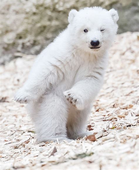 Cute Baby Polar Bears Wallpapers Wallpaper Cave