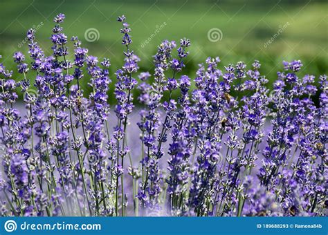 Beautiful And Colorful Lavender Field Stock Image Image Of Colors