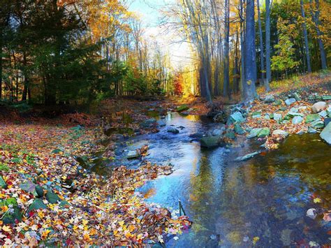 Autumn Leaves In The Small River Hd Desktop Wallpaper