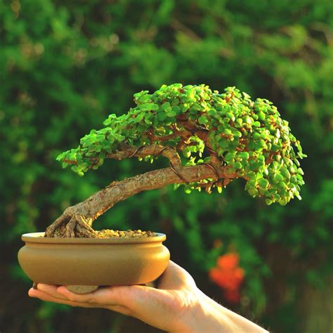 View Indoor Bonsai Jade Plant Most Complete Hobby Plan