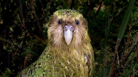Sirocco The Kakapo Conservation Superstar Kakapo