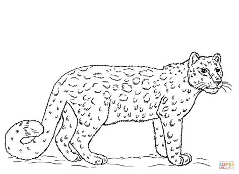 Snow Leopard Coloring Page Free Printable Coloring Pages