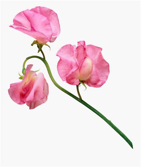 Sweet Peas Flower Clip Art Pixshark Com Images Sweet