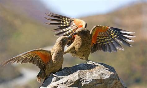 10 Facts About Kea Worlds Facts