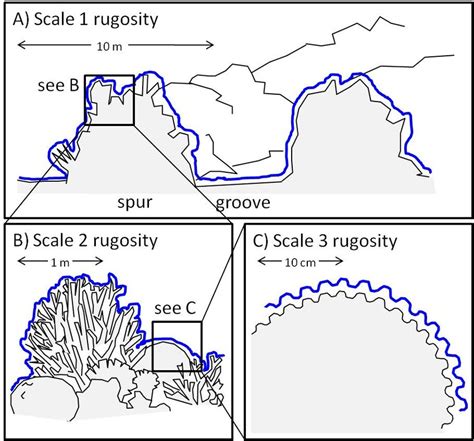 figure s5 three scales of coral reef rugosity after dahl 1973 download scientific diagram