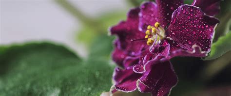 Growing Amazing African Violets Ted Lare Design Build