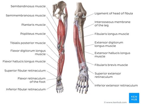 Lower Limb Anatomy Bones Muscles Nerves Vessels Kenhub The Best Porn
