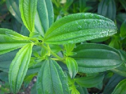Salah satunya adalah memelihara ikan cupang untuk dijadikan hiasan dalam ruangan. Helpdesk