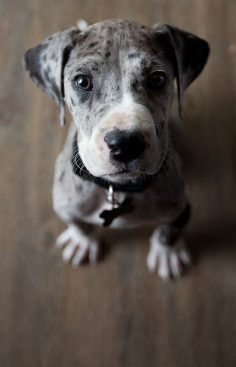 12 Things They Dont Tell You About Great Danes