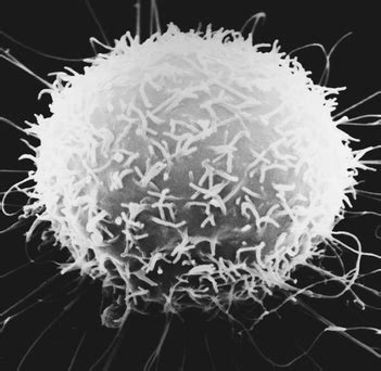 Why is endocytosis found in animal cell class 9. 2017_Task 4 Prototype of Cell Organelle - Integrated ...