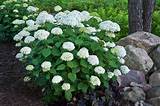 Incrediball® offers huge flowers on strong stems that truly are incredible; Incrediball® - Smooth Hydrangea - Hydrangea arborescens ...