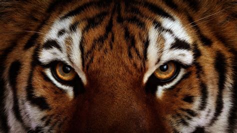 Tiger Hd Wallpaper Background Image 1920x1080 Id378612 Wallpaper Abyss