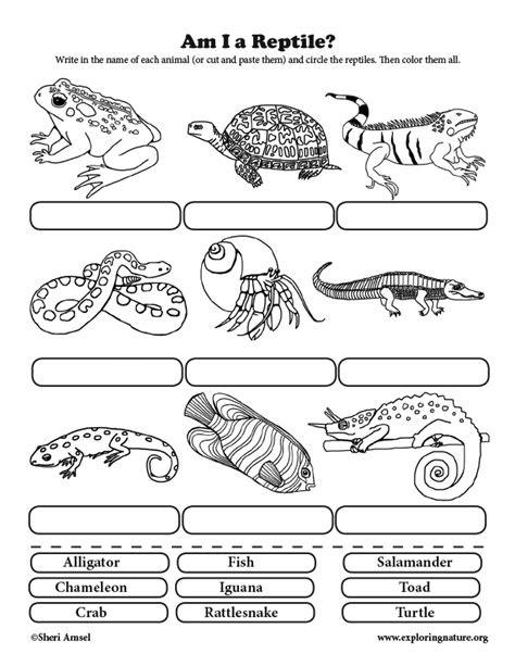 Reptile Activity Sheets