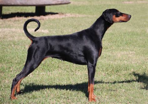 Find a great oregon dog breeder at dogbreederdirectory.com. Breeders Dobermann Club of NSW Inc