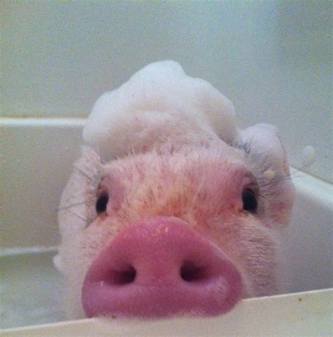 18 Pigs Who Are Too Adorable To Be Real