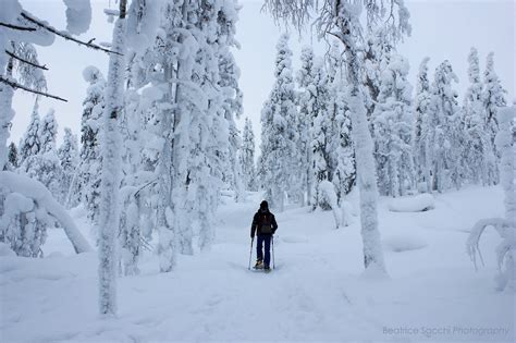 Walking In The Winter Wonderland Juzaphoto