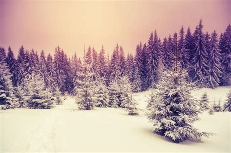 Wonderful Winter Landscape Stock Image Image Of Scene 89560081