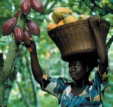 Cocoa Cultivation In African Countries