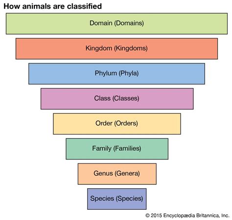 Carolus Linnaeus System Of Classification Of Living Things