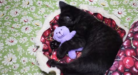 Black Kitten Naps In Cherry Pie Bed Viral Video Time