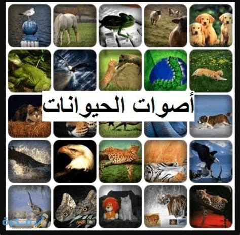 ما اسم صوت الظبي