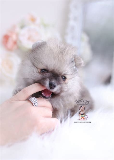 They are a classy designer dog, a posh dog. Tiny Teacup Pomeranian Puppies | Teacup Puppies & Boutique