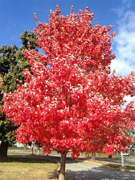 Arkansas apple fruit trees produced and supplied direct from a leading uk nursery | buy online. Arkansas Trees | Only In Arkansas