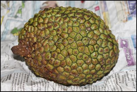 Buah nangka dan cempedak merupakan buah tropis yang sudah tidak asing lagi di indonesia. asyifamustaffa.blogspot.com: Cempedak Nangka ~ goreng pun ...