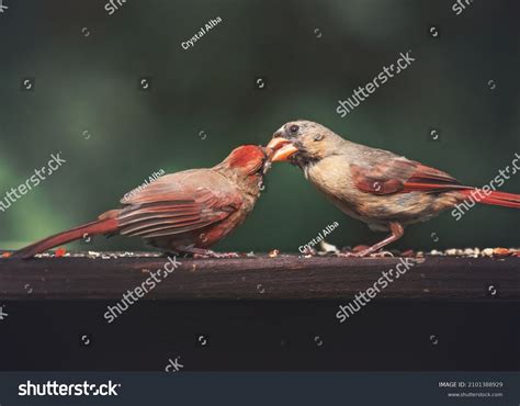 Male Cardinal Feeding Female Cardinal Stock Photo 2101388929 Shutterstock
