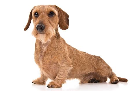 Dachshund Dog Breed Information